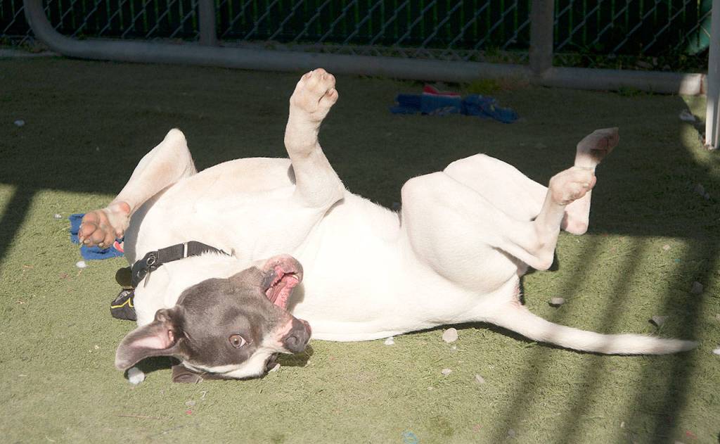 Buddy, a young adult pitbull mix, plays at the PAWS shelter.