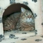 Grady is an 8-month-old male kitty who needs a home.