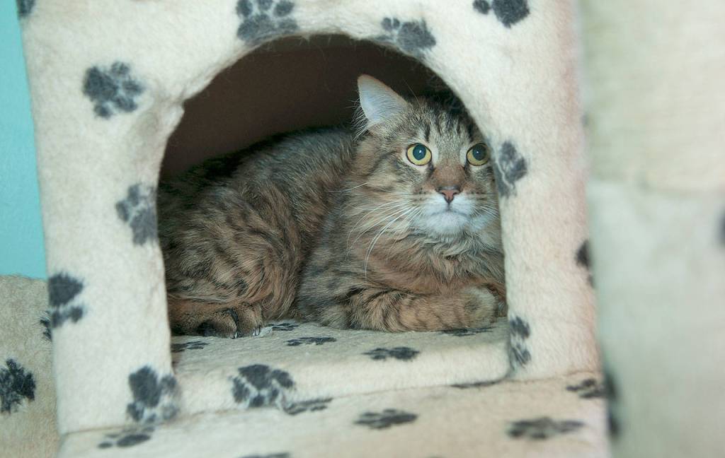 Grady is an 8-month-old male kitty who needs a home.