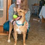 Marcy Merrill photos                                PAWS volunteer Karys Downes plays with Henesey, an energetic young shepherd mix.