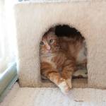 Timmy is one of 37 cats currently housed at the shelter.