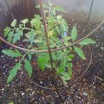This young plant will use this inexpensive galvanized steel form for support as it grows.
