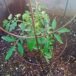 This young plant will use this inexpensive galvanized steel form for support as it grows.