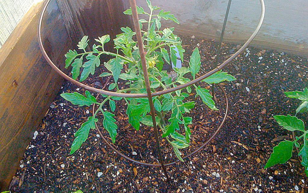 This young plant will use this inexpensive galvanized steel form for support as it grows.