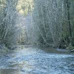 Courtesy photo                                The Chehalis River flows through dense forest near its headwaters.