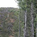 Steve Ringman/Seattle Times/TNS                                 Clear-cut private forest practice at left next to the managed Land Conservency forest at Ellsworth Nature Reserve on Wednesday, Sept. 11, 2019.