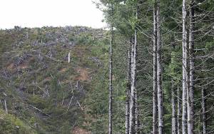 Steve Ringman/Seattle Times/TNS                                 Clear-cut private forest practice at left next to the managed Land Conservency forest at Ellsworth Nature Reserve on Wednesday, Sept. 11, 2019.