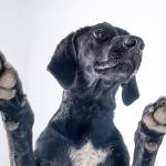 Manny: Adoptable Pet of the Week