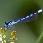 Master Gardener: Attracting beneficial bugs to your home garden