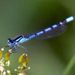 Magnus Manske photo                                Damselfly larvae eat mosquito larvae in standing water, and the adults feast on plant-destroying aphids.