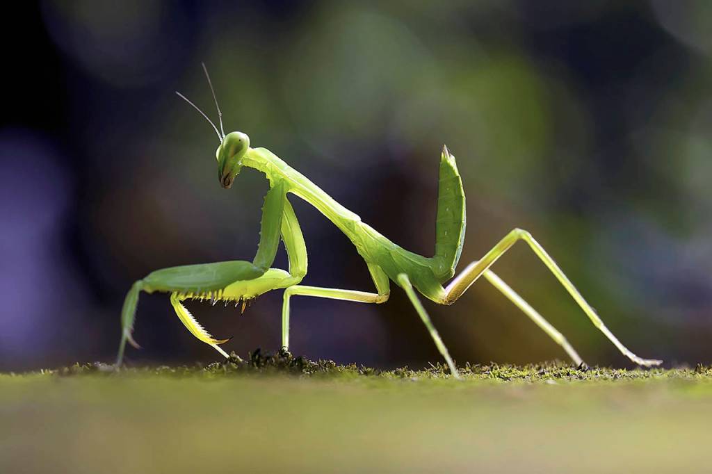 Azim Khan Ronnie photo                                The praying mantis eats whatever it can catch, which unfortunately includes both harmful and beneficial insects.