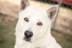 Darco: Adoptable Pet of the Week