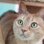 Tiger Lily: Adoptable Pet of the Week