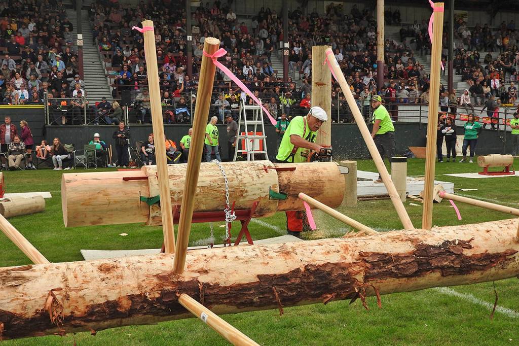 KAT BRYANT | GRAYS HARBOR NEWS GROUP                                Local logger Lee Pickett saws a log during the 2019 Playday. In the foreground is the limbing tree setup, which was new last year.