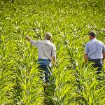 USDA NRCS Montana                                A Natural Resources Conservation Service representative discusses the condition of a Montana farmers soil under a no-till system planted to corn and soybeans in alternate rows.