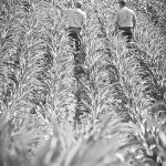 USDA NRCS Montana                                A Natural Resources Conservation Service representative discusses the condition of a Montana farmers soil under a no-till system planted to corn and soybeans in alternate rows.