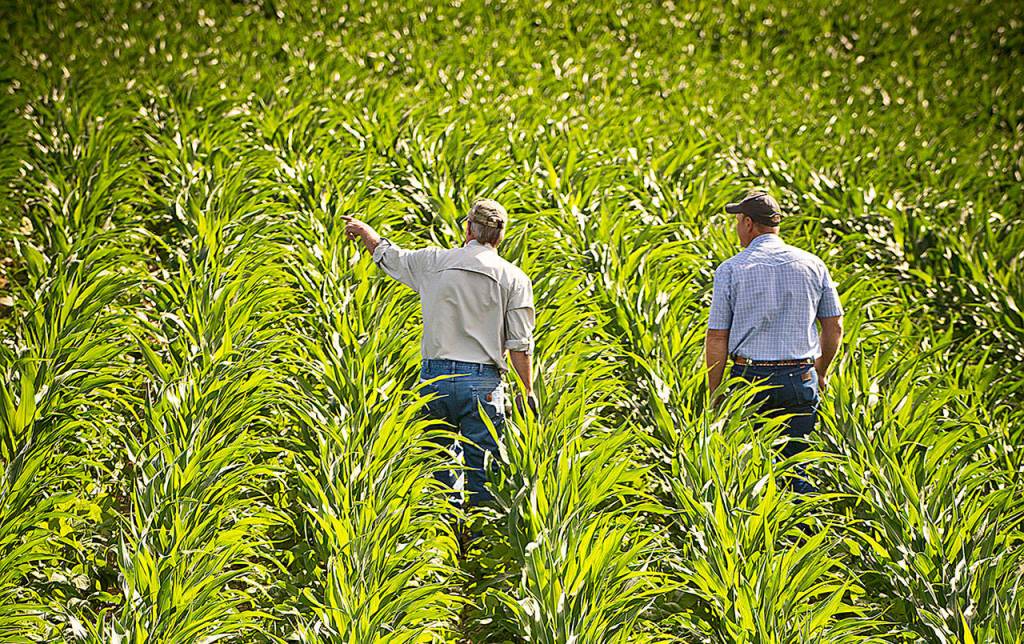USDA NRCS Montana                                A Natural Resources Conservation Service representative discusses the condition of a Montana farmers soil under a no-till system planted to corn and soybeans in alternate rows.