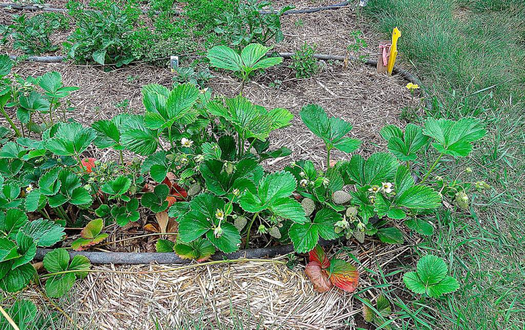 USDA NRCS Montana                                Hay or straw is a good natural mulching element in no-till gardening.