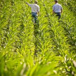 USDA NRCS Montana                                A Natural Resources Conservation Service representative discusses the condition of a Montana farmers soil under a no-till system planted to corn and soybeans in alternate rows.