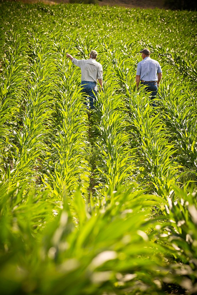 USDA NRCS Montana                                A Natural Resources Conservation Service representative discusses the condition of a Montana farmers soil under a no-till system planted to corn and soybeans in alternate rows.
