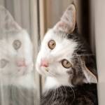 Pete: Adoptable Pet of the Week