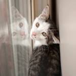 Pete: Adoptable Pet of the Week