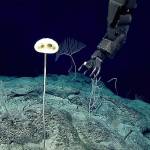 ‘Alien-like’ creature resembling ET discovered in ancient area of Pacific seafloor
