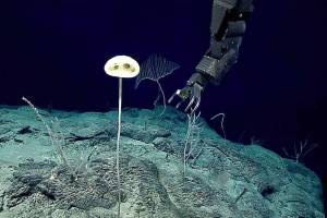 ‘Alien-like’ creature resembling ET discovered in ancient area of Pacific seafloor