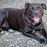Jack: Adoptable Pet of the Week