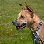 Norman: Adoptable Pet of the Week