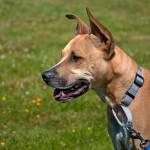 Norman: Adoptable Pet of the Week