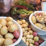 There has been a bountiful harvest of potatoes from the family victory garden.