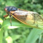 Study: Parasitic fungus creates zombie cicadas and uses them as agents of infection
