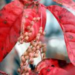 My Favorite Plants: O is for Oxydendrum