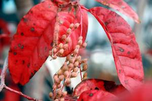 My Favorite Plants: O is for Oxydendrum