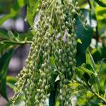 The seed heads appear to dance as if swirling in long skirts.