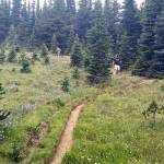 Hikers navigate the 7.5-mile Grand Ridge trail from Deer Park to Obstruction Point in Olympic National Park. (Rob Ollikainen/Peninsula Daily News)