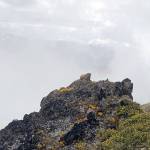 A marmot whistles from a rock on Elk Mountain. (Rob Ollikainen/Peninsula Daily News)
