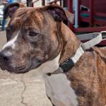 Bradley: Adoptable Pet of the Week