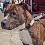 Bradley: Adoptable Pet of the Week
