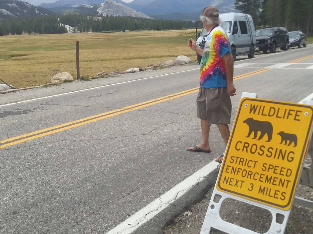Because there is no campgrounds open in Yosemites high country, recreational vehicles are few and far between. That means they are not clogging the curvy, mountainous Tioga Road. Four bears have been killed by speeding cars so far this summer, so these signs are all over the park. (Photo by Boyce Jeffries)
