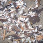 Molts from baby Dungeness crab littered the beach, a sign of a booming population, according to WDFW Coastal Shellfish Manager Dan Ayres. (Photo by Luke Whittaker/Chinook Observer)