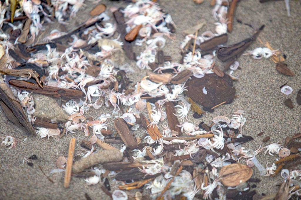 Molts from baby Dungeness crab littered the beach, a sign of a booming population, according to WDFW Coastal Shellfish Manager Dan Ayres. (Photo by Luke Whittaker/Chinook Observer)
