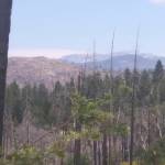 David Haerle/The Daily World                                 A view from the west toward Yosemite National Park through the site of the 2013 Rim Fire, still the largest wildfire on record in the Sierra Nevada range. Due to a lack of winter rains, some logs smoldered in the interior portion of the fire throughout the winter. More than a year passed before it was declared out on Nov. 4, 2014.