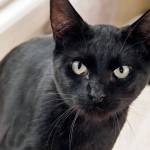 Lin: Adoptable Pet of the Week