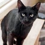 Lin: Adoptable Pet of the Week