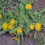 Master Gardener: Not all yellow-flowered weeds are dandelions