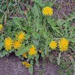 Look for the pointed, jagged leaves to identify the common dandelion. It is named not for the flower, but for its leaves, whose teeth resemble those of a lion. (Photo by Jane Shelby Richardson)