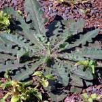 The flower of the hairy cats ear is a look-alike for the dandelion. The name comes from its fuzzy leaves. (Photo by Forest and Kim Starr)