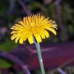 The flower of the hairy cats ear is a look-alike for the dandelion. The name comes from its fuzzy leaves. (Photo by Forest and Kim Starr)